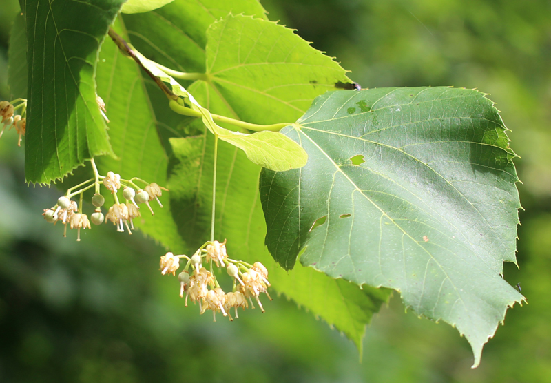 Tilia americana, American Basswood at Toadshade Wildflower Farm