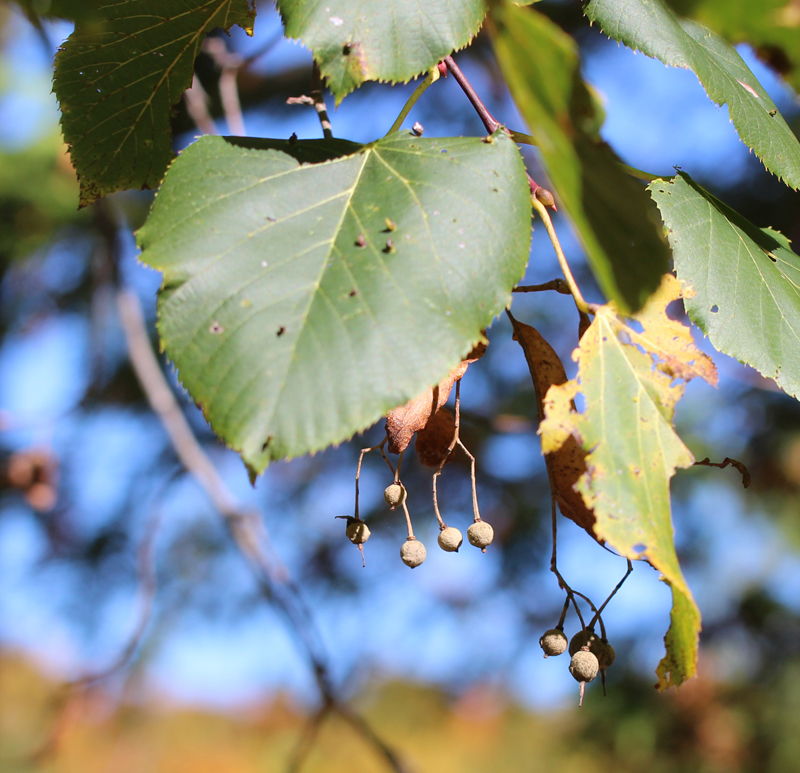 American Basswood (Tilia americana)