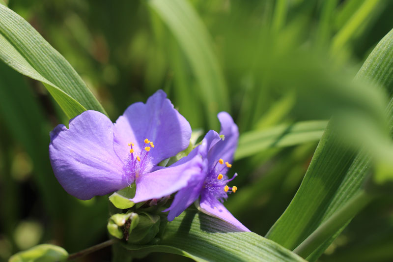 Ohio Spiderwort Picture