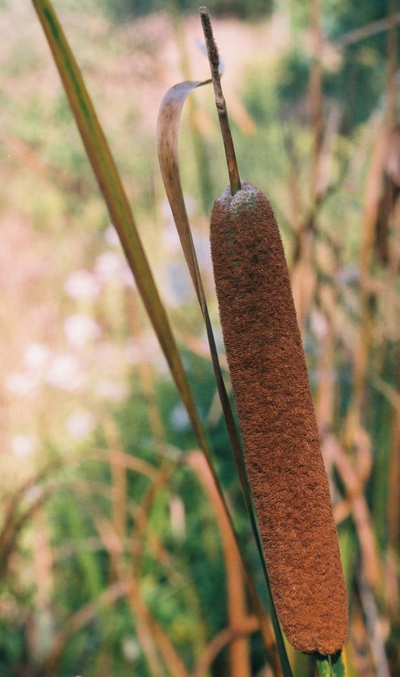 Common Cattail Picture