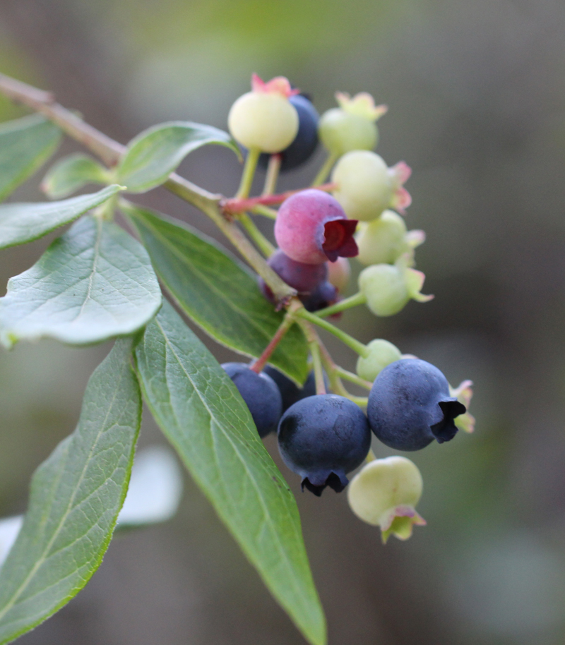 Highbush Blueberry Picture