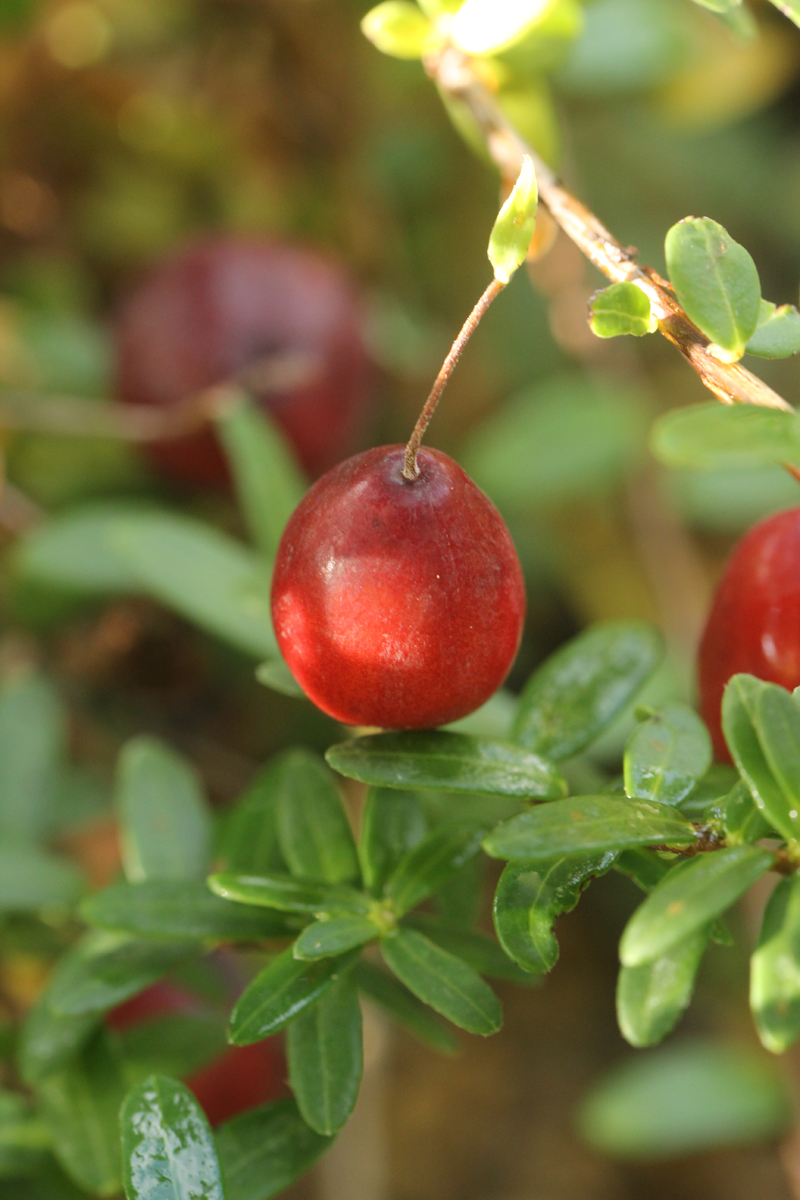 American Cranberry Picture