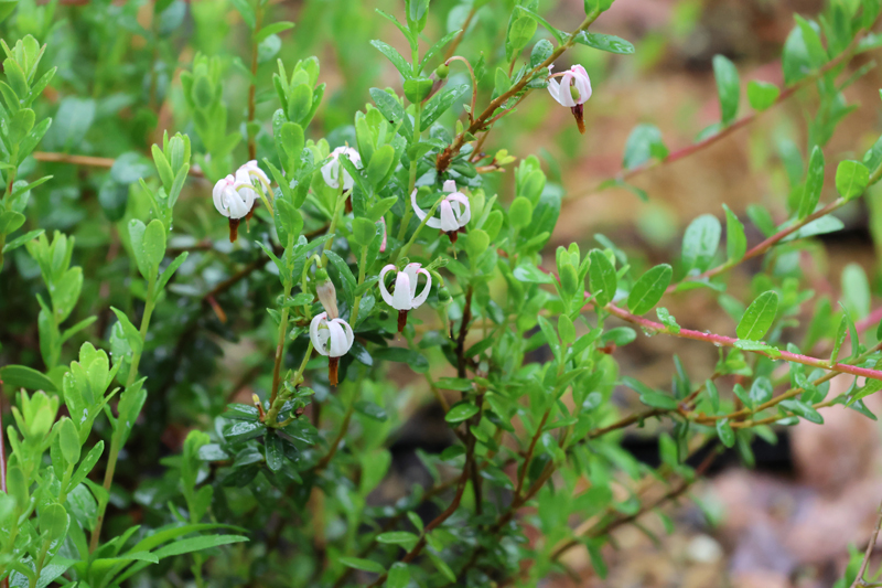 American Cranberry Picture