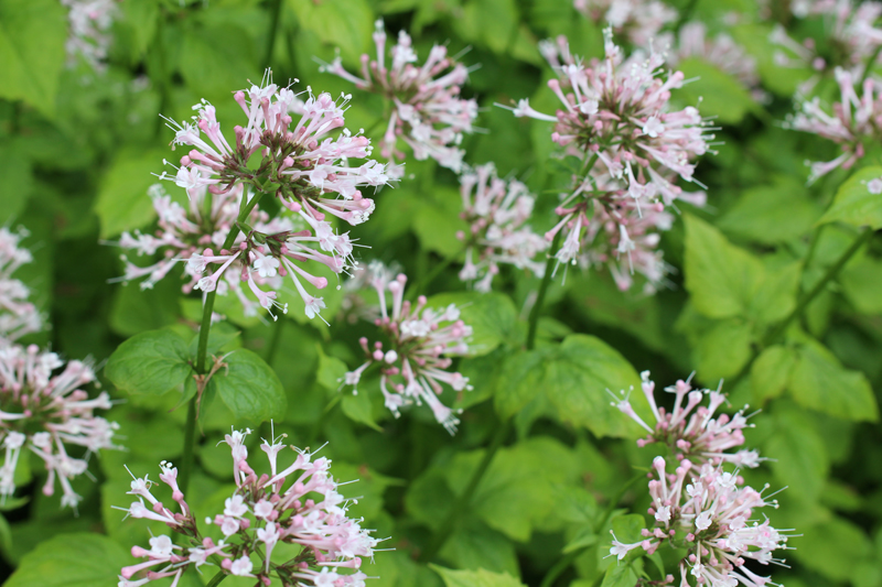 Largeflower Valerian Picture