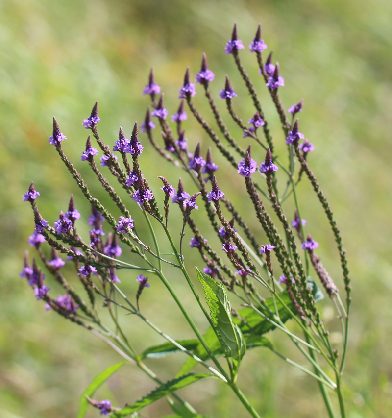 Blue Vervain Picture