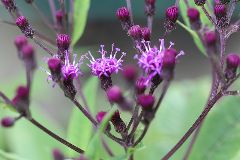 New York Ironweed Picture