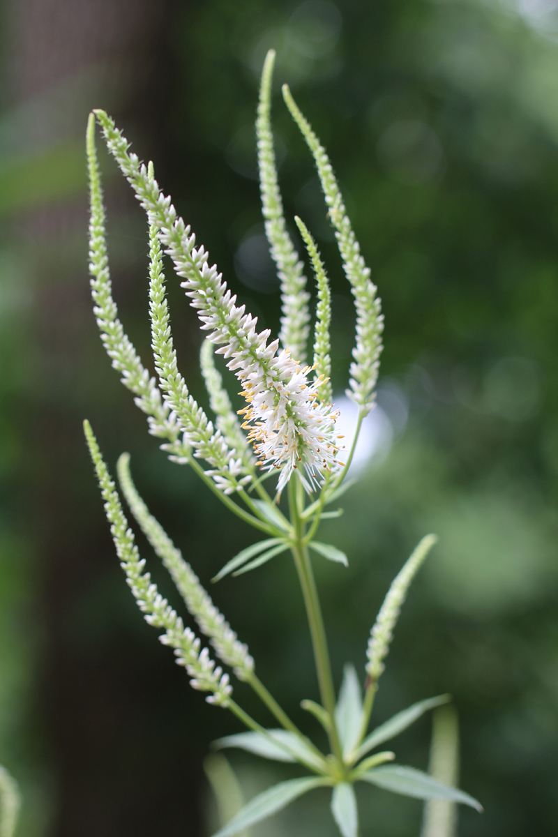 Culver's Root Picture