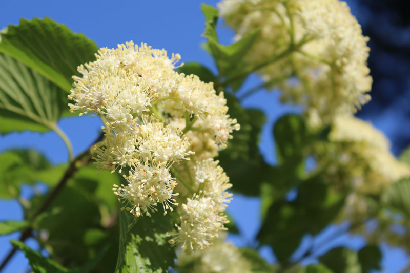 Southern Arrowwood Viburnum Picture