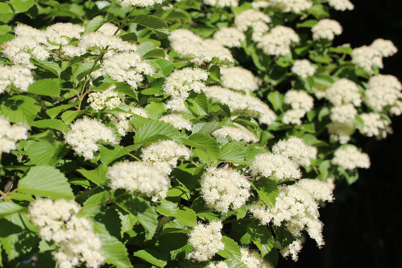 Southern Arrowwood Viburnum Picture