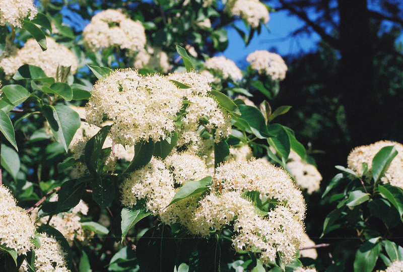 Nannyberry Viburnum Picture