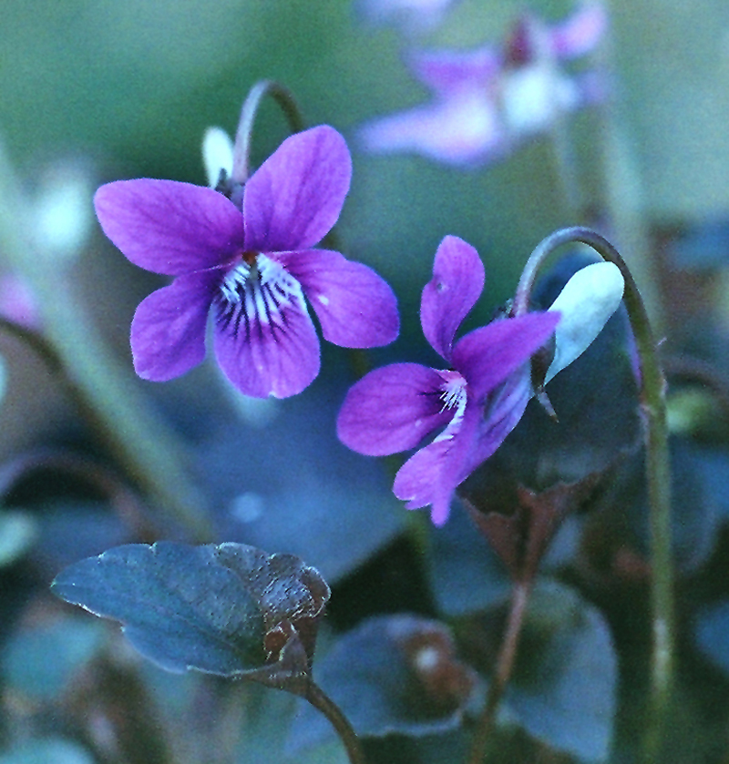 Labrador Violet Picture