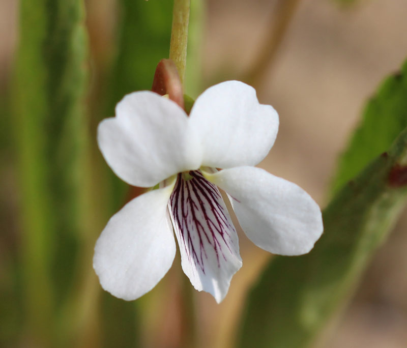 Lance-leaved Violet Picture