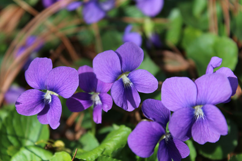 Viola sororia, Common Blue Violet at Toadshade Wildflower Farm