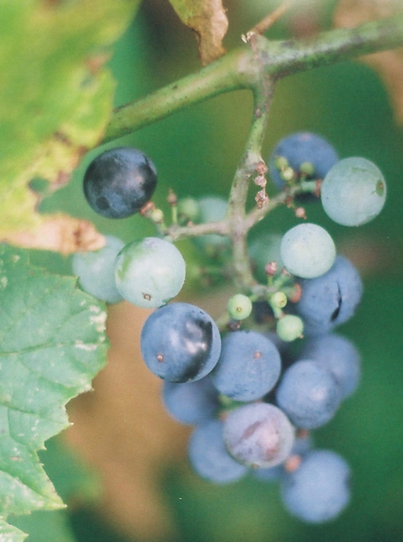 Riverbank Grape Picture