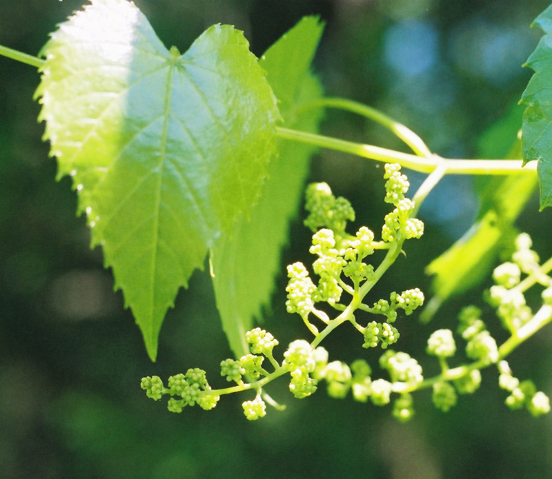 Frost Grape Picture