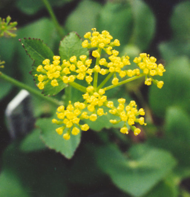 Heart-leaved Alexanders Picture